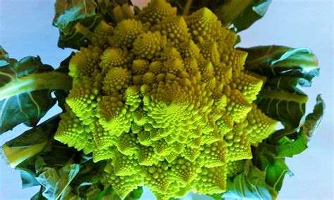 If your sundried tomatoes are dehydrated, dunk them in hot water. Brócoli Romanesco propiedades - Dietas Deportivas