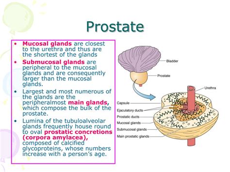 PPT Histology Of Male Reproductive System PowerPoint Presentation