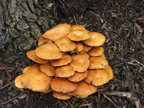 Musafir's Musings: Fall 2010 - Wild Mushrooms - Skyline Ridge