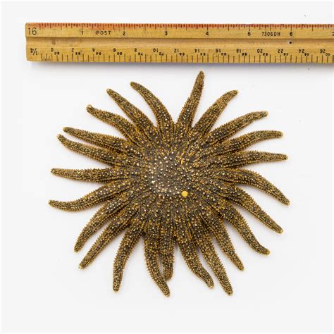 Sunflower Starfish Aka Sea Star Ballyhoo Curiosity Shop