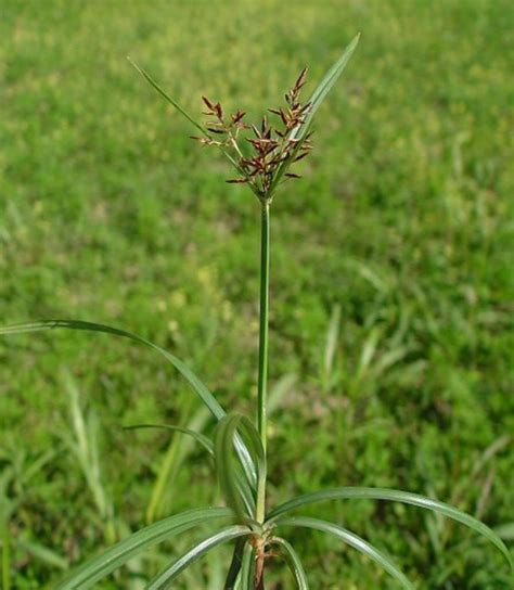 Yaitu jenis rumput yang biasa dimakan ternak dan rumput hiasan. Ciri-Ciri & Deskripsi Rumput Teki - BibitBunga.com