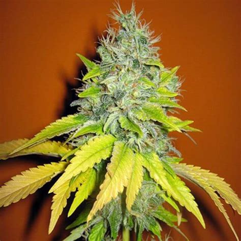 Jack Herer Seedsman Seeds Fem Original Seeds Store