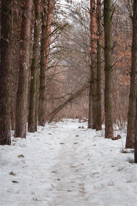 A Pathway In The Forest Among Pine Trees During A Spring Snow Is