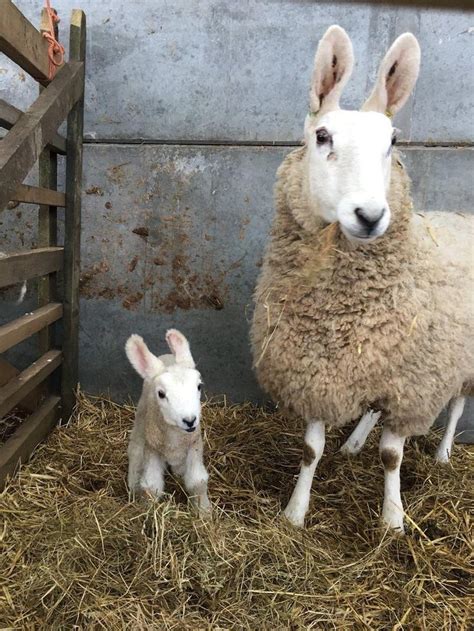 The Border Leicester Sheep Aka Rabbit Sheep Funny Sheep Sheep Breeds