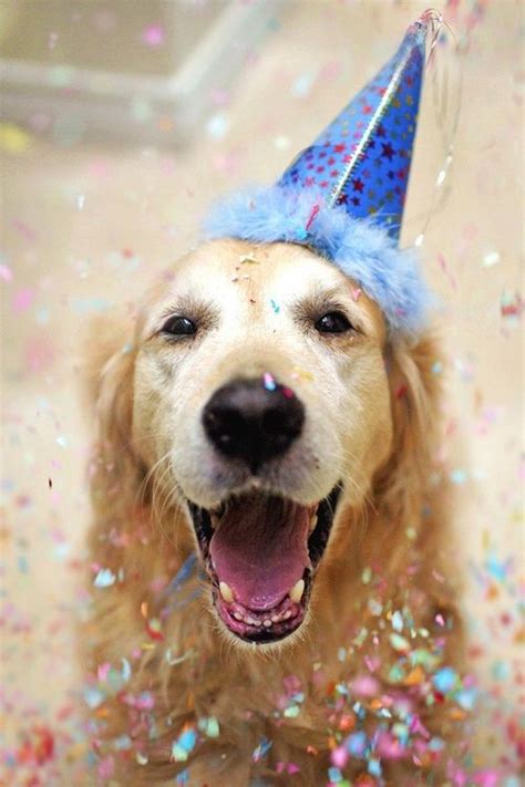 The 25 Best Happy Birthday Golden Retriever Ideas On