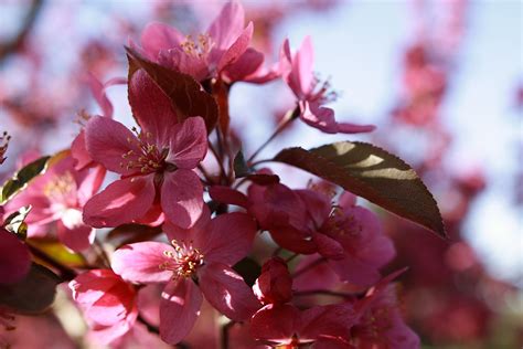 Tree Pink Bloom Spring Flowers Free Nature Pictures By Forestwander