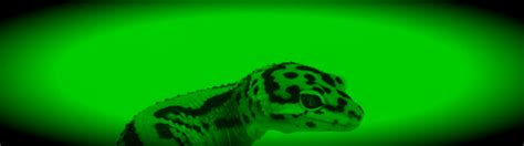 Genjer mungkin terdengar kurang familier buat sebagian orang indonesia. Leopard Gecko Gender - How To Tell?