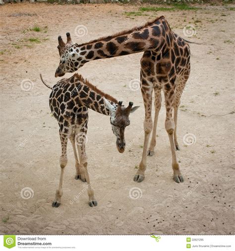 Giraffe Mother And Baby Stock Image Image Of Bending 22621295