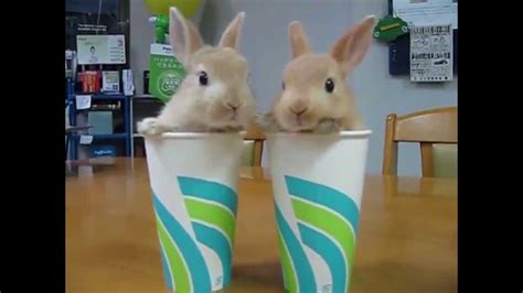 Funny And Cute Bunny Compilation Youtube