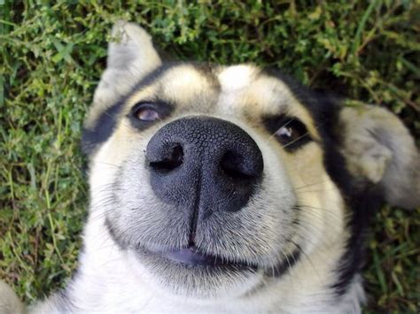 18 Of The Cutest Dog Snoots You Just Have To Boop Dog Dispatch