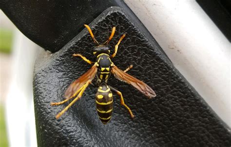 Paper Wasp Identification Rambo Total Pest Control