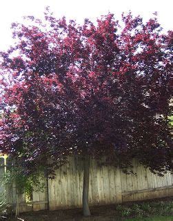 They were tiny and did not make it. Purple Leaf Plum Tree (Prunus cerasifira) | Plum tree ...