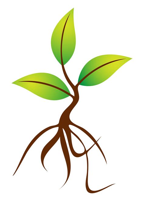 Most apple cultivars today started from an unknown seedling. Tree Seedling Pre-Orders are DUE!Van Buren Conservation ...