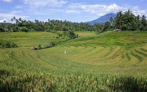 Bali Rice Fields Blog The 11 Best Rice Fields In Bali