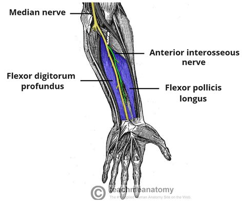 Anterior Interosseous Nerve Course Motor Functions Teachmeanatomy