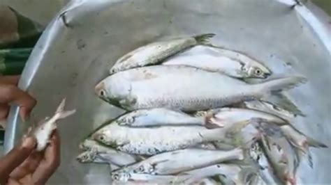 Hilsa Fish In Padma River Bangladshhilsa From Padma And Chandpur