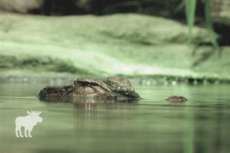 How Long Can Alligators Stay Underwater Forest Wildlife