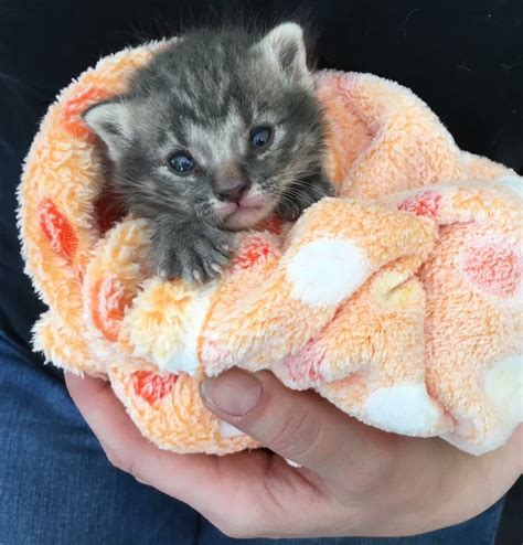 Newborn care immediately after birth. 10 Crucial Steps to take to Save an Abandoned Newborn Kitten