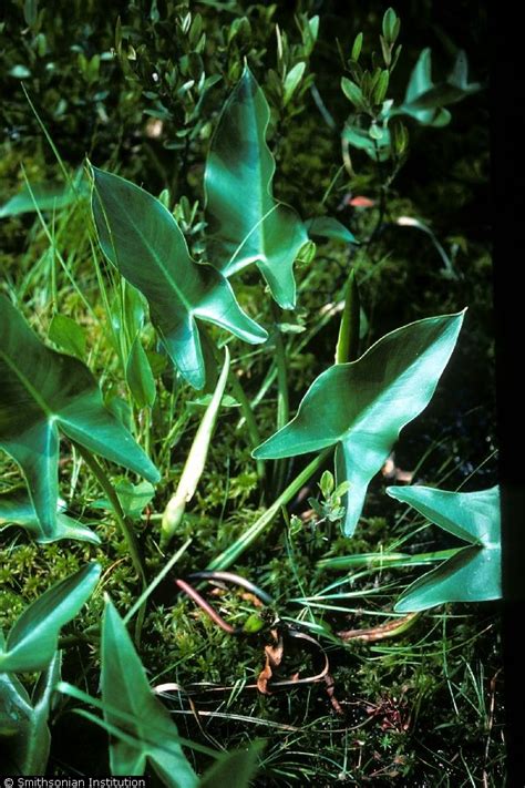 It can be found elsewhere in north america as an. Large image for Peltandra virginica (green arrow arum ...