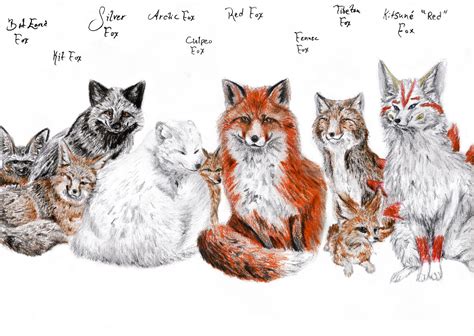 A Bunch Of Types Of Foxes — Weasyl