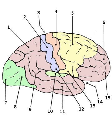 Brain labeling worksheet with answers. Free Anatomy Quiz - Anatomy of the Brain, Quiz 2 - The ...
