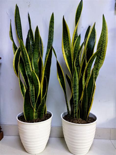 Tanaman di dalam air memang banyak jenisnya. Manfaat Tanaman Lidah Mertua Di Dalam Rumah - Berbagi Tanam