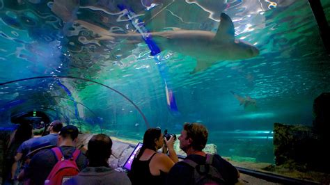 Sea Life Sydney Aquarium Sydney New South Wales Attraction Expedia