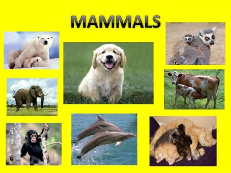 Endotherms have a higher basal metabolic rate than ectotherms. Classiffying vertebrates (mammals)