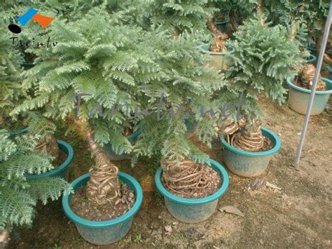 It is easy to care for and can endure frost, but like all the european mountain pine is well suited for bonsai purposes and can develop very short needles. Thoughts on a container-grown Christmas Tree? : gardening