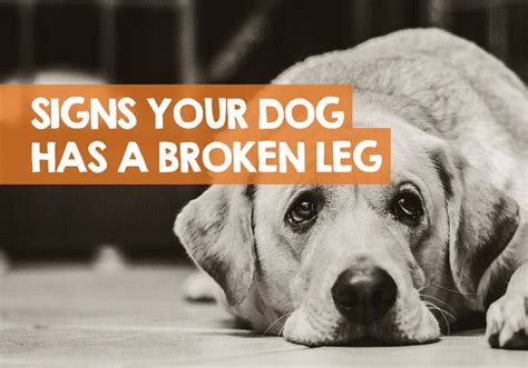 How To Fix Dogs Broken Leg Numberimprovement23