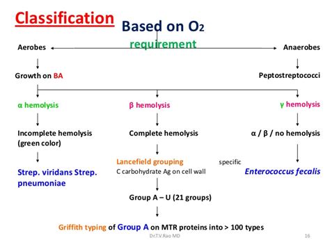 Group B Streptococcus Examples Specific Bacterial Infections Group B