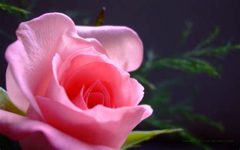 Take a beautiful bouquet of lilies along on a date or surprise them with a delivery of fragrant pink lily flowers on an. Single Pink Rose Meaning HD wallpaper (1600 x 1000 ...