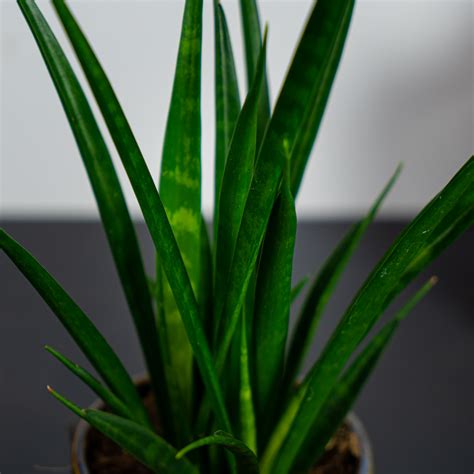 Sansevieria Kirkii Sklep Z Roślinami Mała Szklarnia