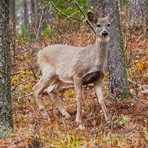 Saskatchewans Provincial Animal Whitetail Deer Scientifi Flickr