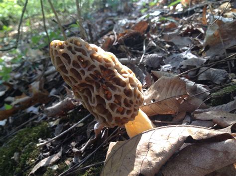 How To Spot And Identify Morel Mushrooms 5 Steps With Pictures
