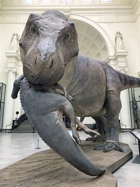 Reconstruction Of Sue The T Rex In The Field Museum In Chicago