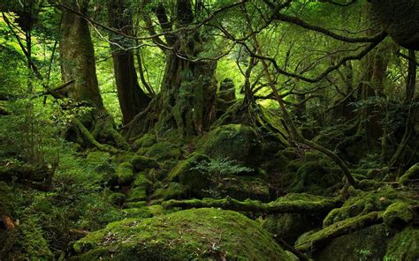 Jungle Photo, Awesome Jungle Photo, #11924