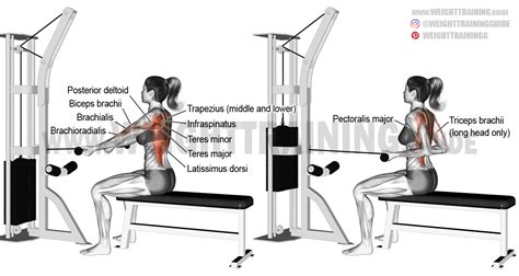 Straight Back Underhand Cable Row A Compound Exercise Target Muscle