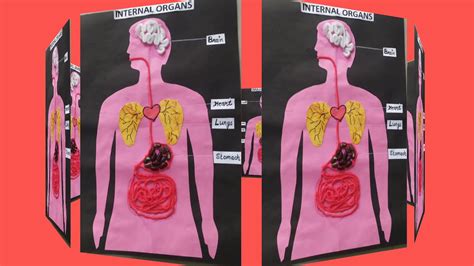 Internal Organs E V S Art Activity Project On Internal Organs YouTube