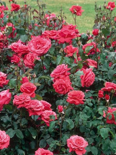 The Most Fragrant Roses For Your Garden Hgtv Fragrant Roses Hybrid Tea Roses Rose Flower