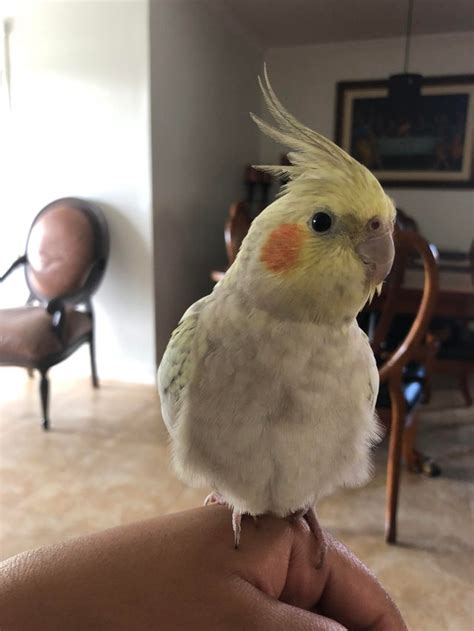 If your child is in the hospital, ask about classes for parents of children with cancer. My almost 9 month old cockatiel! I can't tell if she is ...