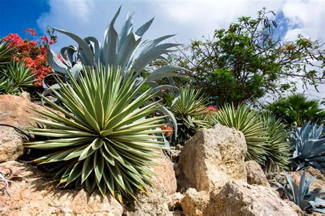 Follow these tips on christmas cactus care, how to rebloom and where to buy one. Florida-friendly Landscaping Ideas to Increase New Home ...