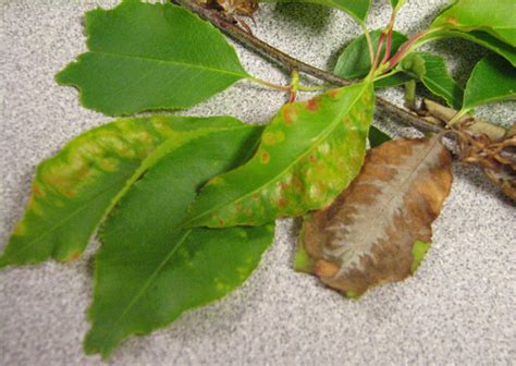 Leaf Spot Diseases Of Trees And Shrubs Umn Extension