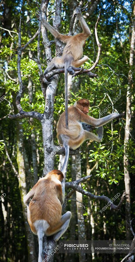 Proboscis Monkeys In Tree — Low Angle View Blue Sky Stock Photo