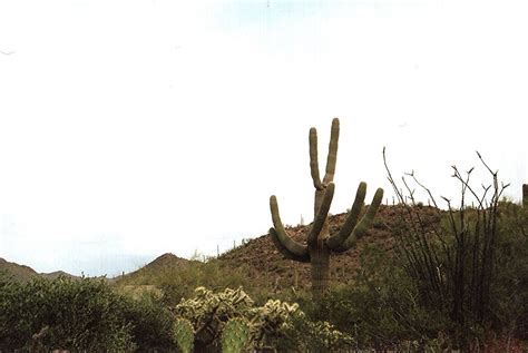 The saguaro (/səˈwɑːroʊ/, spanish pronunciation: Saguaro cactus, Chain fruit cholla, pancake prickly-pear ...