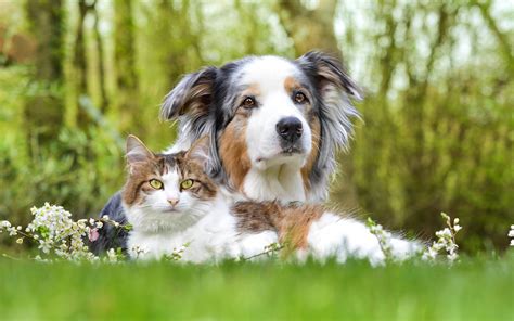 Dog And Cat Zoom Backgrounds Pet Paradise Images