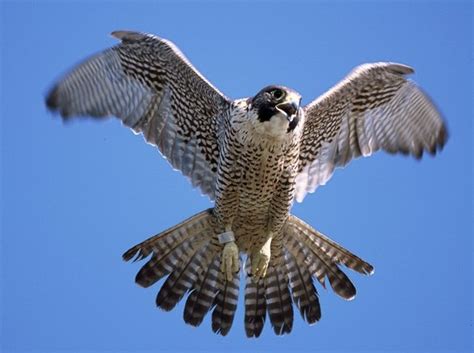 The drone captures its incredible talons and hooked beak as it swoops over forked rivers and. world best collections of photos and wallpapers: a ...