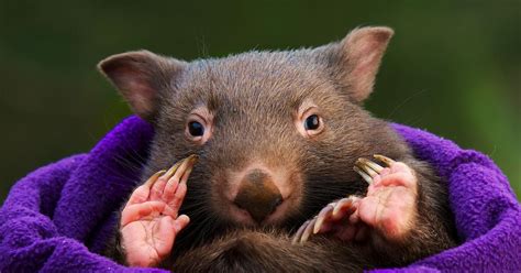 See more ideas about baby wombat, wombat, animals. Say hello to the adorable baby wombat that's safe and well ...