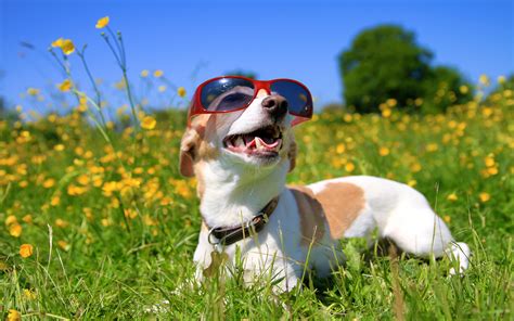 Dogs In Shades Windows 10 Theme Free Wallpaper Themes