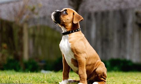 Boxer Carattere Conosci Il Carattere Di Questo Fantastico Cane